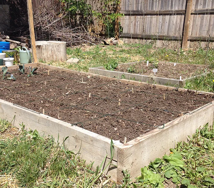 Raised bed filled with soil and plants