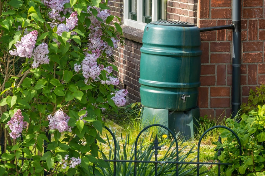Whispering Secrets: Rainwater Harvesting - Your...