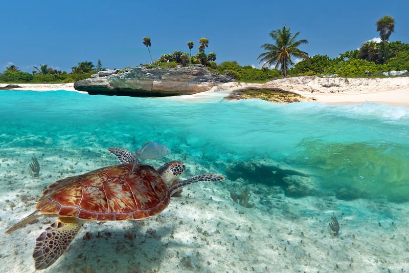 Dolphin swimming in crystal clear waters