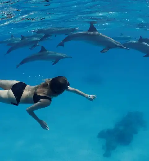 A person freediving underwater with several dolphins swimming around them.