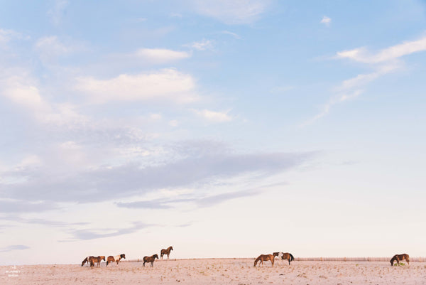 Coco looking miserable and covered in sand