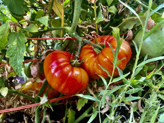 Cooking down ingredients to create tomato sauce