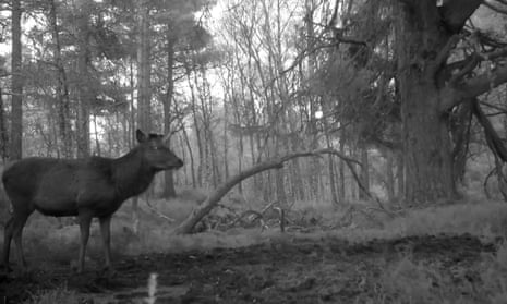 Picasso's Le Matador Sketch