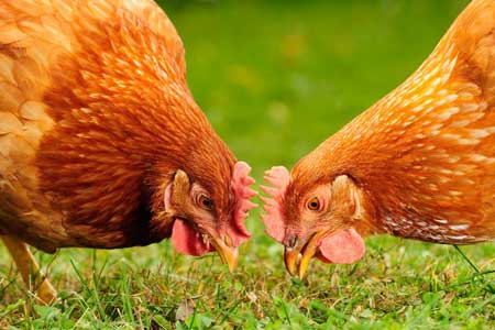 Heritage Chickens: A Colorful Comeback on the Ho...