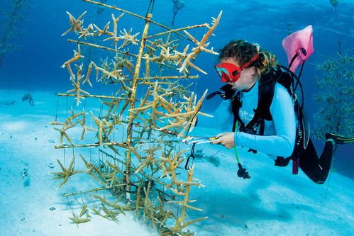 A drone shot of Mosquito Bay at night, showcasing the intense bioluminescence with kayaks gliding through the glowing water