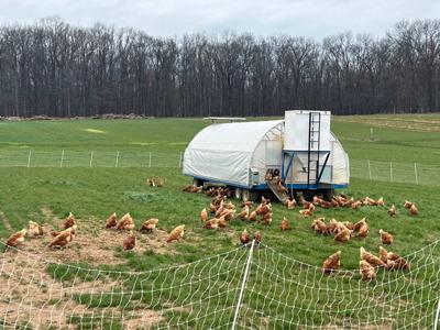 A child interacts with chickens inside a aesthetically pleasing chicken tractor.