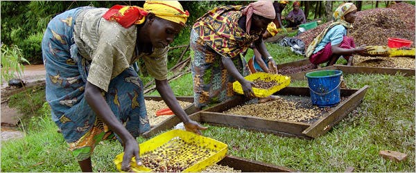 A close-up shot of freshly brewed Rwandan coffee, highlighting its rich color and aroma.
