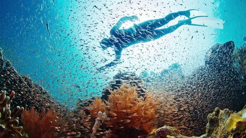 A freediver gracefully swims amidst a vibrant coral reef teeming with fish in Raja Ampat. Sunlight streams down, illuminating the diverse marine life.