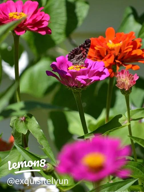 lush vegetable garden compost bin woodchip mulch