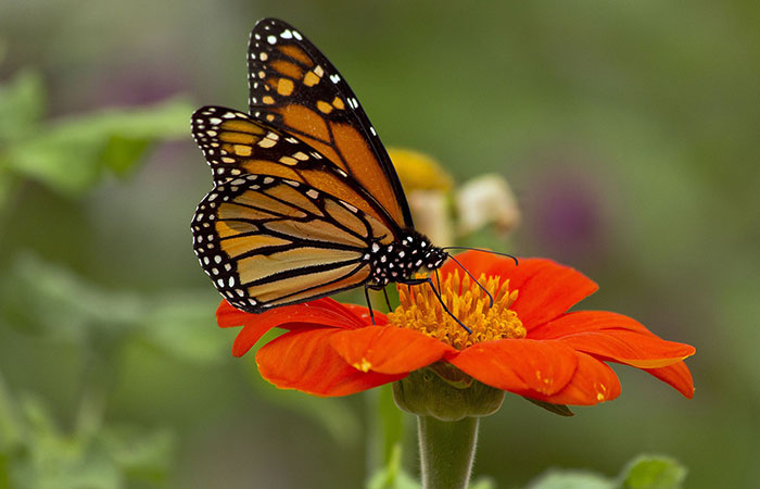 Zinnias attract butterflies