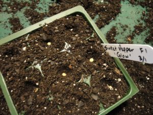 7 Easy Ways to Make Your Garden More Pollinator...