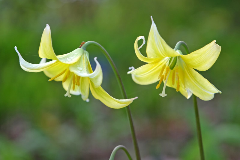 local native wildflower and insect guide
