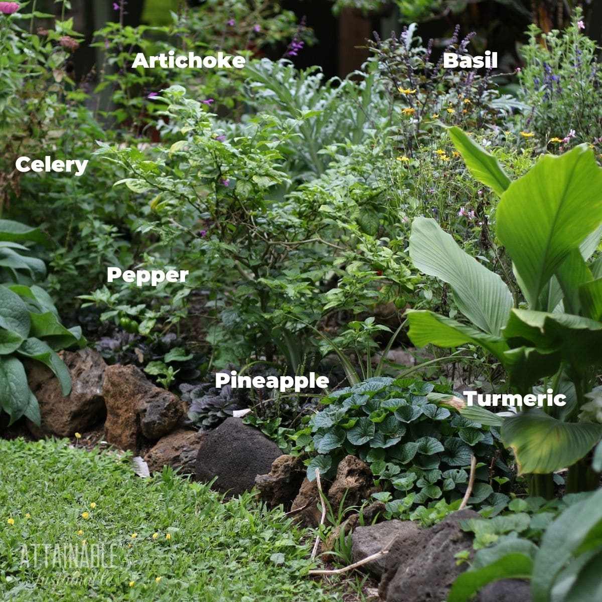 Collage diverse edible plants front yard garden