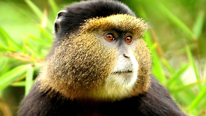 # Rwanda Birding Tour Review: A Luxurious Journey...