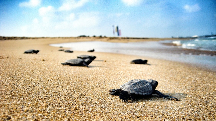 Dhigurah Island, Maldives