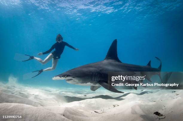 Freediver swimming with Hammerhead sharks in the Bahamas