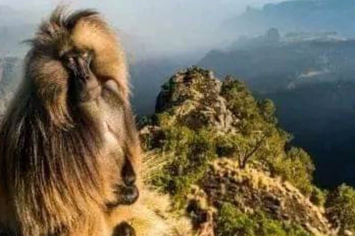 Dramatic escarpments and unique flora in the Simien Mountains