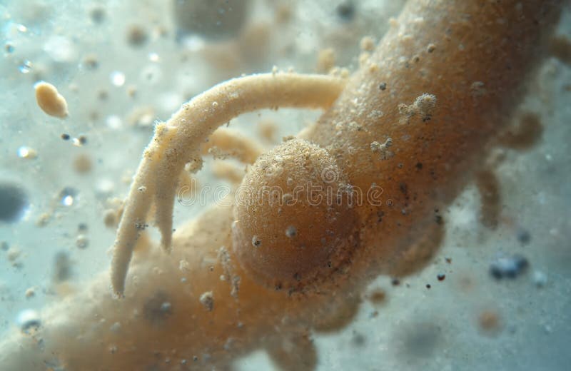 Microscopic image of soil nematode in its natural environment - bacterial feeding worm in soil sample and mycelium.