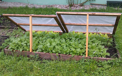 Extending the Harvest: Clever Cold Frame Techni...