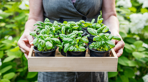 From Seed to Supper: Growing and Cooking with B...