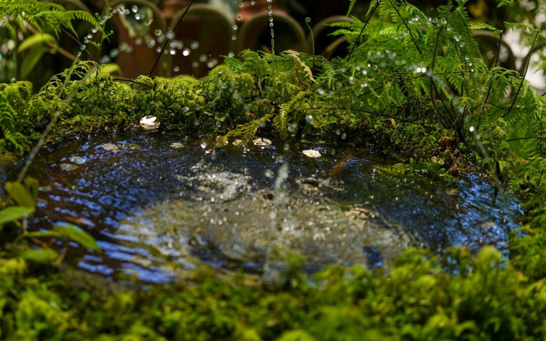 garden location optimal water feature sunlight
