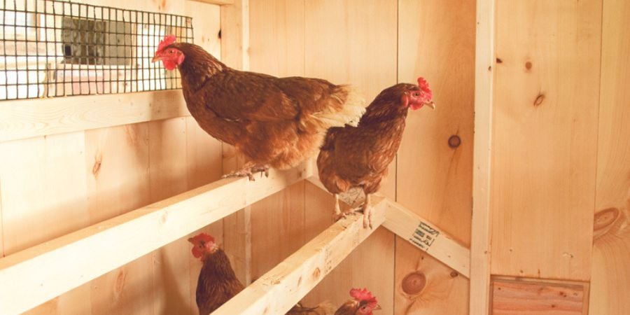Image of chickens roosting inside a coop with good ventilation.
