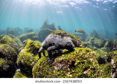 # Galapagos: A Marine Biologist's Perspective on C...