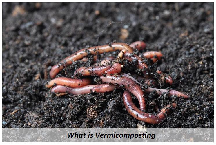 The Homestead Compost Revolution: Transforming...
