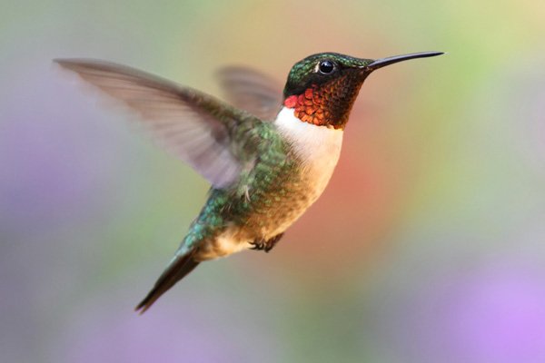 Close-up of hummingbird feeder with red accents