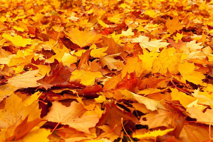 autumn leaves