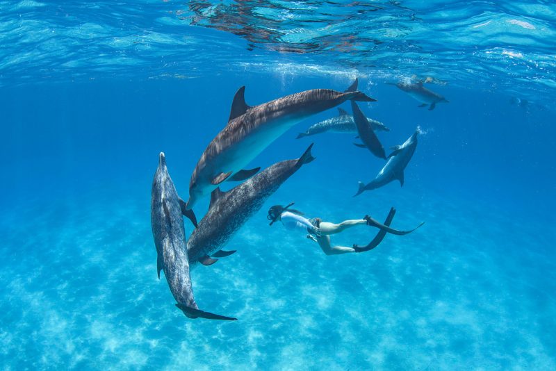 Freediver Swimming with Dolphins in Bimini
