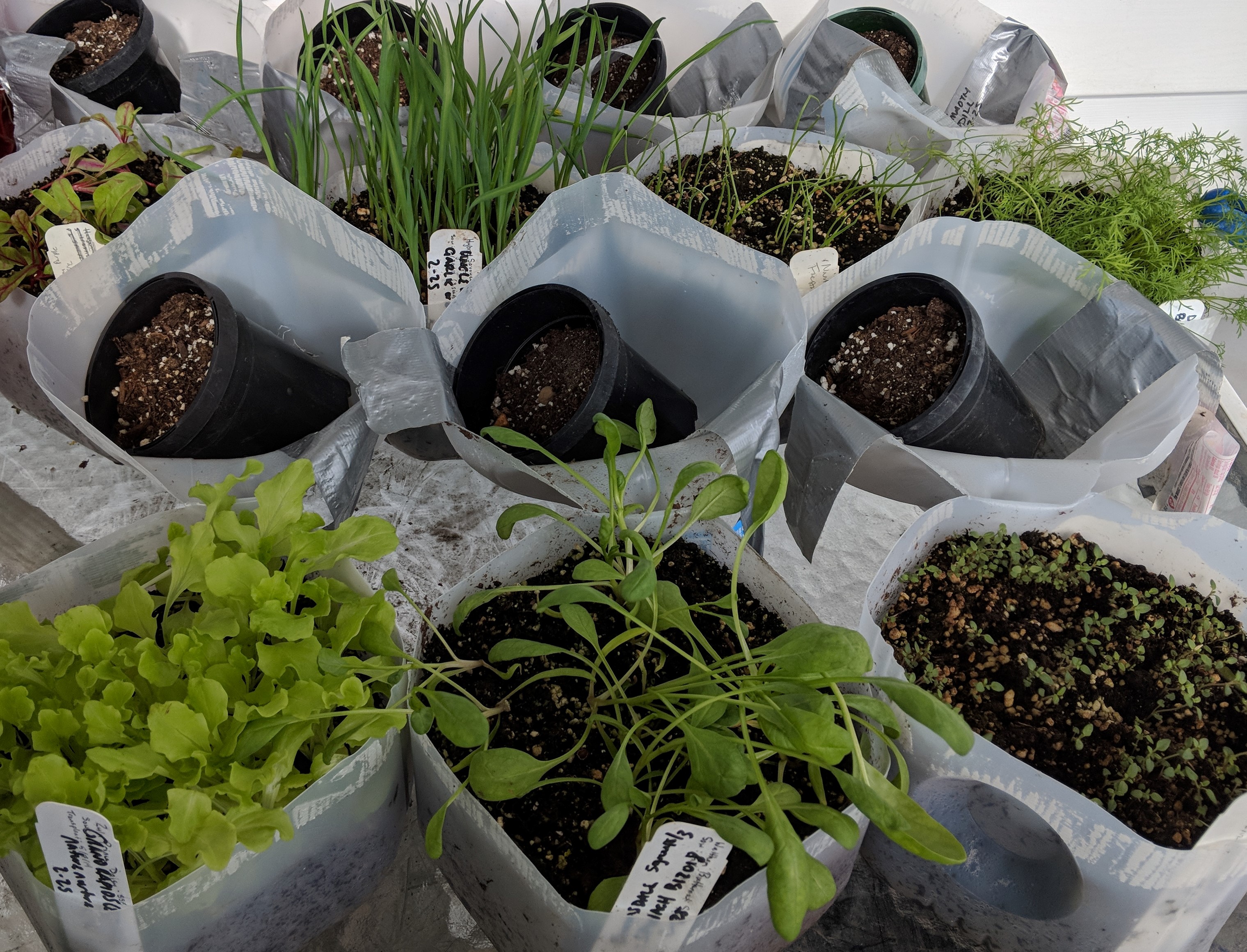 Family planting seeds together smiling outdoors