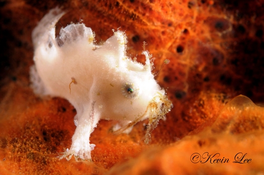 An exceptionally detailed close-up of a vibrant nudibranch in Raja Ampat, showcasing its intricate patterns and vivid colors, captured with specialized macro lenses.
