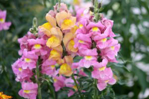 7 [Pacific Northwest] Plants to Transform Your...