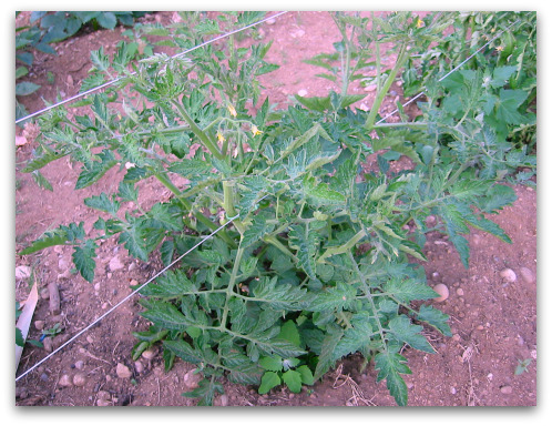 Tomato plants supported by stakes in a garden.