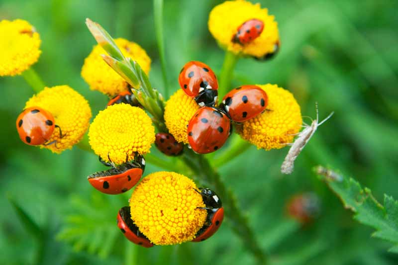 close up of aphid infestation with ladybugs feeding