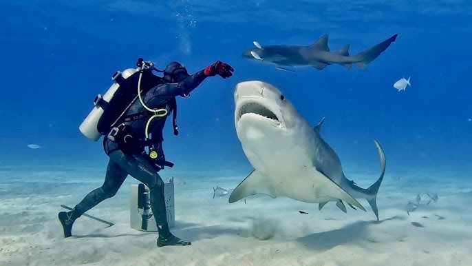 Tiger Shark Dive in the Bahamas