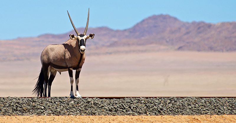 Fried Mopane Worms Seasoned with Chili Spices