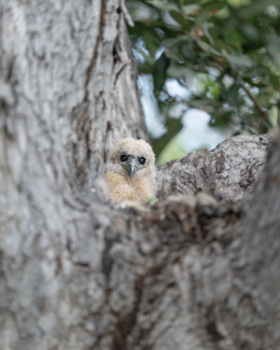 Hot Air Balloon over Okavango Delta