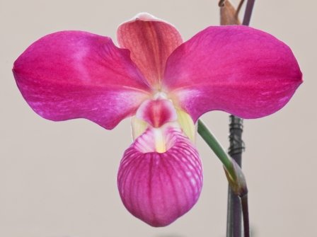 Image of a Phragmipedium