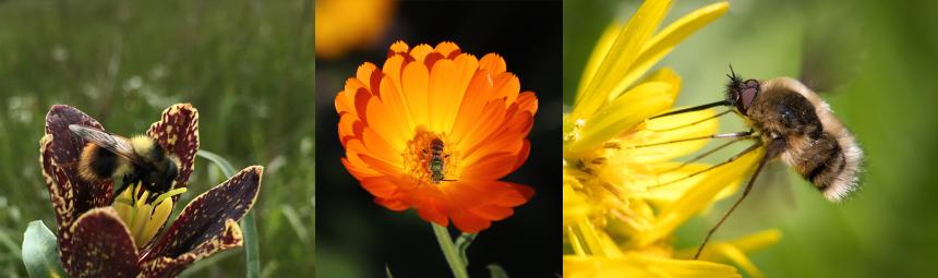 Beyond Honeybees: Designing Your Homestead for...