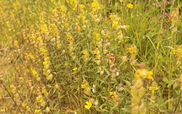 gardener planting native wildflower seedling