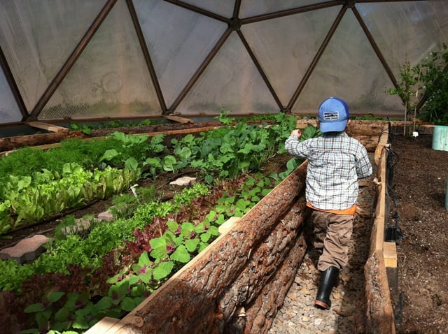 A young child helping with a raised garden bed.