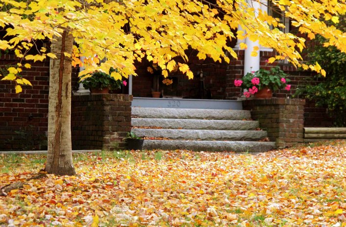 autumn leaves on the ground
