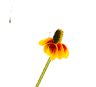 Building a Buzzing Food Forest: Creating a Bee-...
