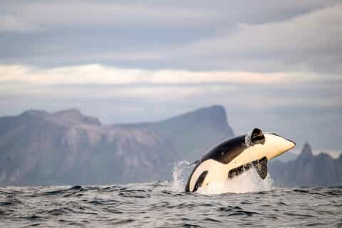 A pod of orcas swims in the icy waters off the coast of Andenes, demonstrating the opportunity for ethical whale watching in Norway.