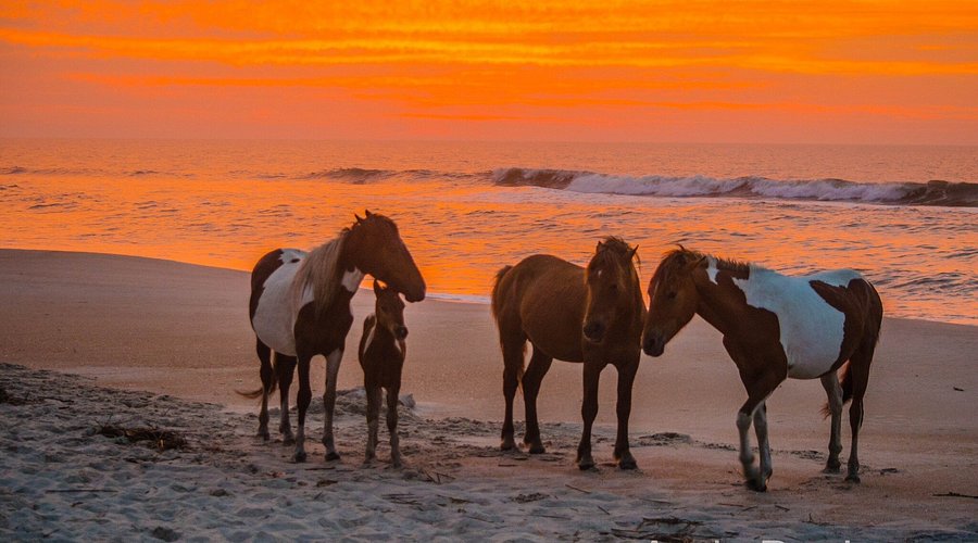Wild Horses grazing on Assateague Island