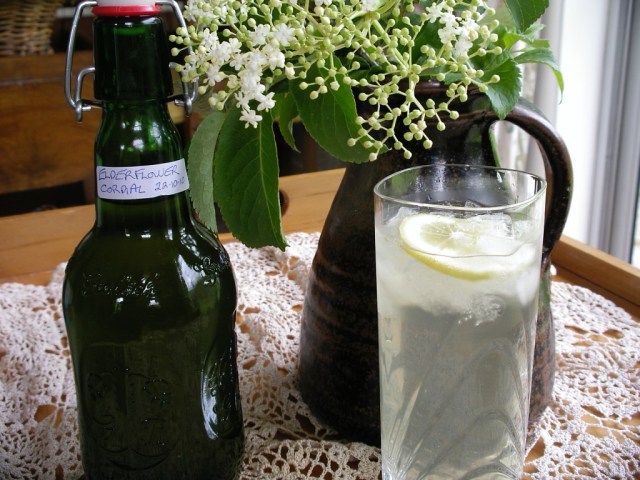Living Bioregionally Cordial made from elderflowers