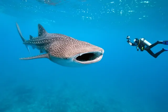 A lemur perched on a branch in Lokobe National Park, blending in with the foliage