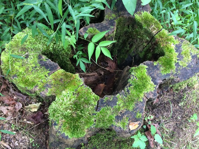 close-up bee house moss covered logs